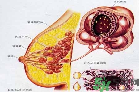 乳腺增生治療方法是什么？乳腺增生的檢查方法有哪些？