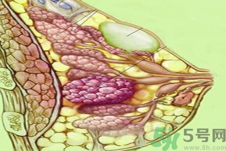 乳房屋硬塊有疼痛感怎么回事？乳房屋硬塊有疼痛感怎么辦？