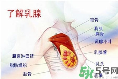 乳房上有硬塊怎么辦？乳房有硬塊的病因是什么？