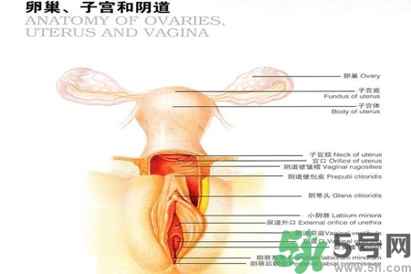 陰道出血和什么有關？陰道出血的應急措施有哪些？