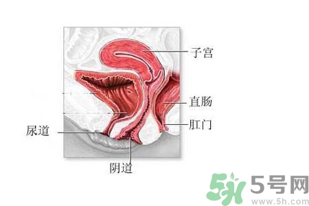 陰道松弛是什么？陰道松弛的癥狀有哪些？