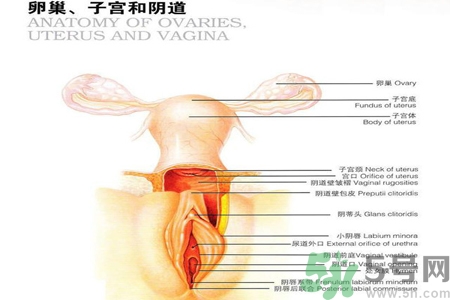 陰道干澀的原因是什么？陰道干澀怎么辦？