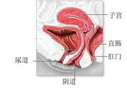 女性陰道松弛的原因是什么？女性陰道松弛怎么辦？