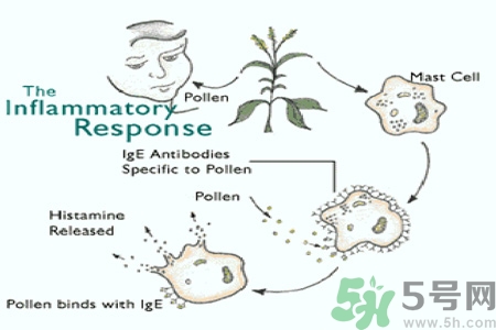 花粉過(guò)敏的表現(xiàn)是什么？如何有效的預(yù)防花粉過(guò)敏？