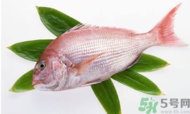 吃魚眼睛對眼睛有好處嗎？吃什么魚對眼睛好？