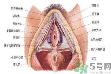 外陰瘙癢怎么回事？外陰瘙癢的原因是什么？