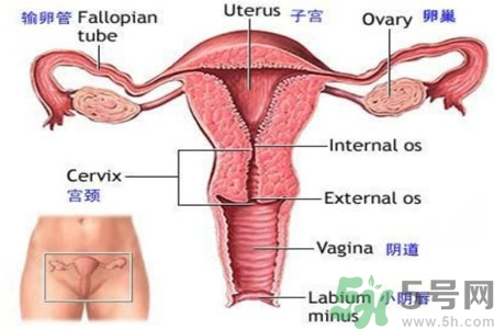 引起外陰瘙癢的疾病有哪些？治療外陰瘙癢的偏方有哪些？