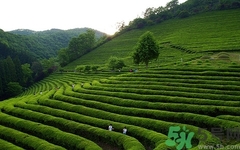 火龍果和茶一起喝嗎?火龍果和茶一起喝會怎么樣