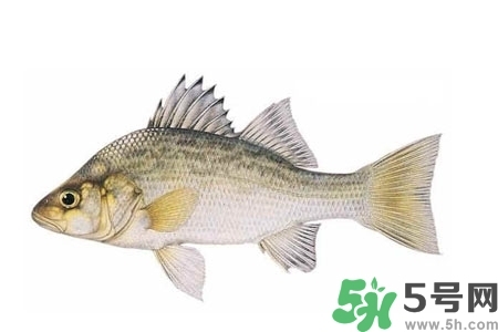 秋季適合吃什么魚？秋季吃魚的好處？