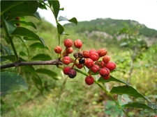 花椒的營養(yǎng)價(jià)值 花椒的功效與作用