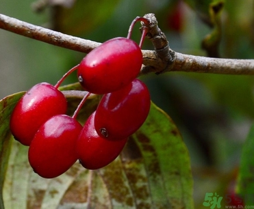 茱萸是什么？重陽節(jié)為什么要插茱萸？