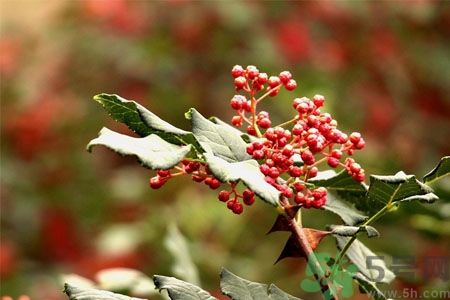 花椒可以治療打鼾嗎？花椒的好處有哪些？