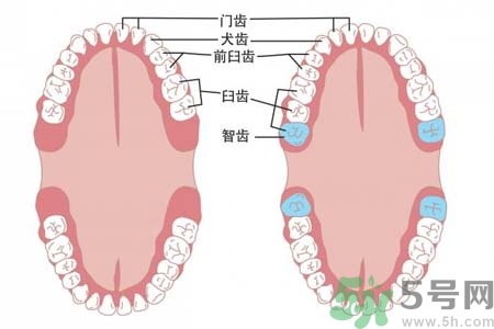 智齒一定要拔掉嗎？什么樣的智齒可以不拔？