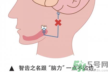 多少歲開始長智齒？智慧牙長到多少歲？