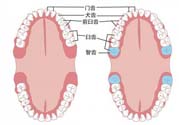 智齒橫著長怎么辦？智齒橫著長一定要拔了嗎？