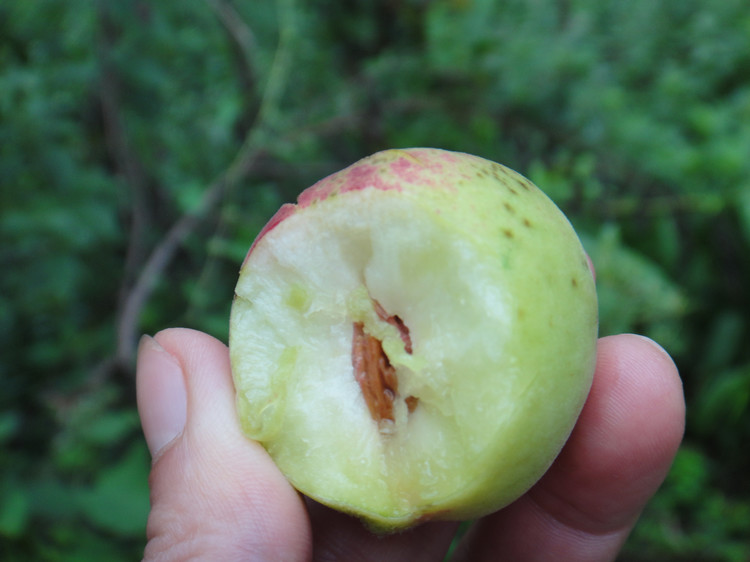 野桃子能吃嗎？野桃子核的功效與作用