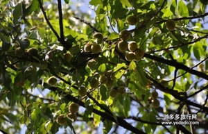 野桃子能吃嗎？野桃子核的功效與作用