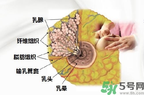 乳汁是怎樣形成的？怎樣才能讓乳汁更多？