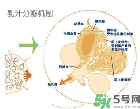 乳汁是怎樣形成的？怎樣才能讓乳汁更多？