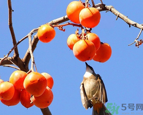 柿子一天最多吃幾個(gè)？柿子一次能吃幾個(gè)？