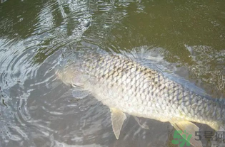 秋天釣魚用腥還是香？秋天釣魚用什么味型餌料？