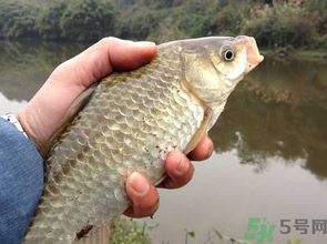 十月份釣鯽魚用什么餌？十月份釣鯽魚用什么餌料好？