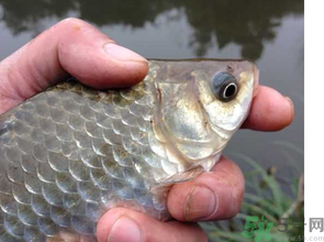 十月份釣鯽魚用什么餌？十月份釣鯽魚用什么餌料好？