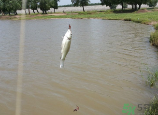 秋天釣魚(yú)深水還是淺水？秋天釣魚(yú)釣深水還是淺水？