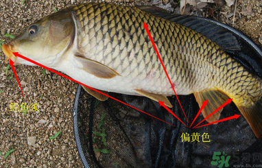 秋天釣鯉魚用什么小藥？秋天黑坑釣鯉魚用什么小藥？