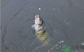 十月份怎么釣鯽魚？十月份怎么釣鯉魚？