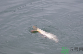 十月份怎么釣鯽魚？十月份怎么釣鯉魚？