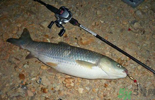 秋天釣草魚用什么餌？秋季釣草魚用什么餌最好？ 