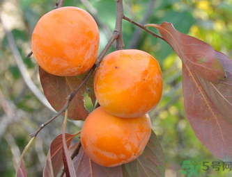 黃柿子和紅柿子有什么區(qū)別？紅柿子和黃柿子哪個(gè)好？