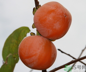 黃柿子和紅柿子有什么區(qū)別？紅柿子和黃柿子哪個(gè)好？