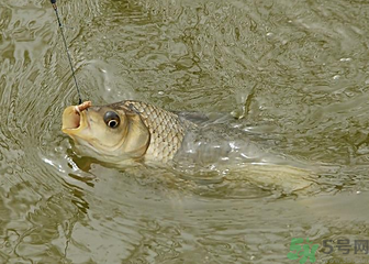 釣的魚死了還能吃嗎？釣的魚死了怎么處理？