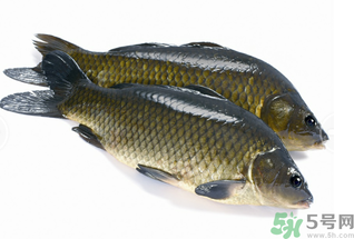 活鯉魚怎么保存？鯉魚怎么養(yǎng)才不容易死？