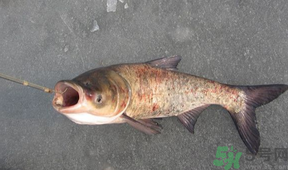 秋天釣鰱魚用什么餌料？秋天釣鰱魚用什么味餌？