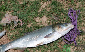 秋天怎么釣鰱魚？秋天釣鰱魚技巧