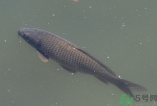 野生鯉魚(yú)怎么釣？野生鯉魚(yú)用什么釣最好？