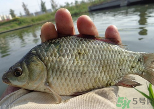 野生鯽魚多少錢一斤？野生鯽魚怎么區(qū)分？