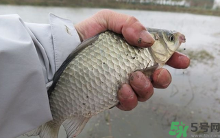 野生鯽魚怎么做好吃？野生鯽魚的做法