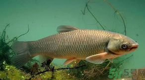 秋天怎么釣草魚？秋天草魚好釣嗎？