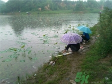 十月下雨能釣魚(yú)嗎?十月下雨天鰱魚(yú)好釣嗎?