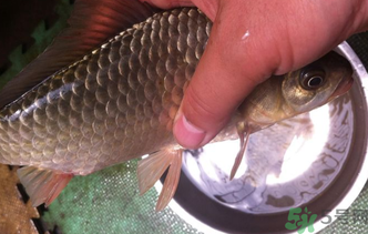 野生鯽魚怎么釣？釣野生鯽魚的技巧