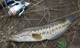 10月份還能釣黑魚嗎？幾月份釣黑魚最好？