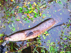 十月份黑魚好釣嗎？十月份怎么釣黑魚？