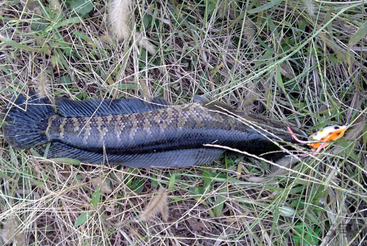 秋天怎么釣黑魚？秋天釣黑魚技巧