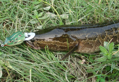 秋天怎么釣黑魚？秋天釣黑魚技巧