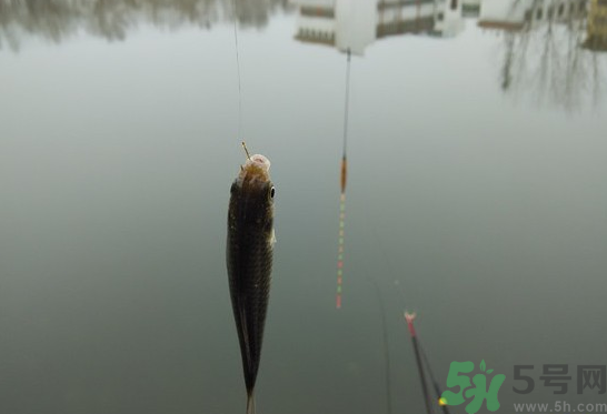 陰天怎么釣魚？陰天釣魚技巧