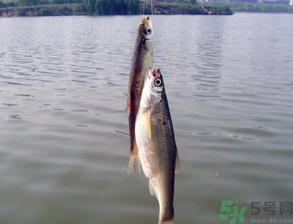 陰天怎么釣魚？陰天釣魚技巧